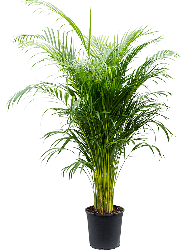 Areca Palm - Large - 160cm
