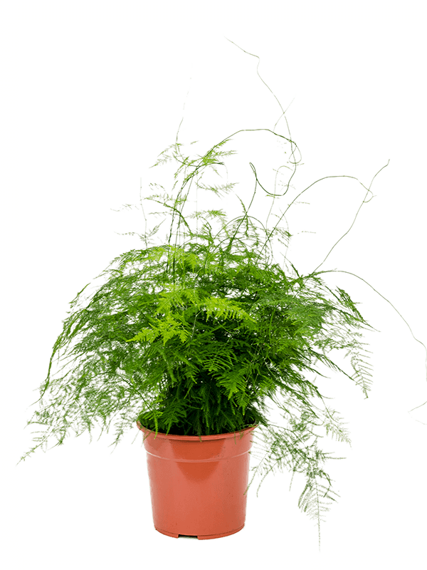 Asparagus Fern