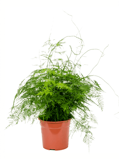 Small Asparagus Fern - 20cm
