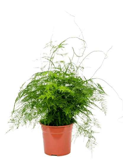 Asparagus Fern