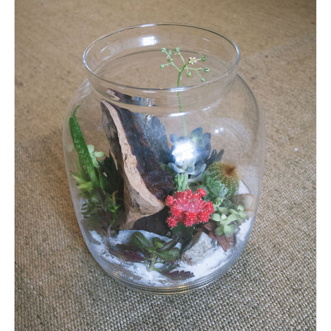 Terrarium Bowl