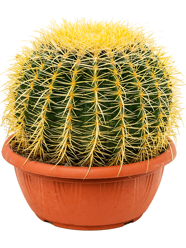 Barrel Cactus- Echinocactus grusonii