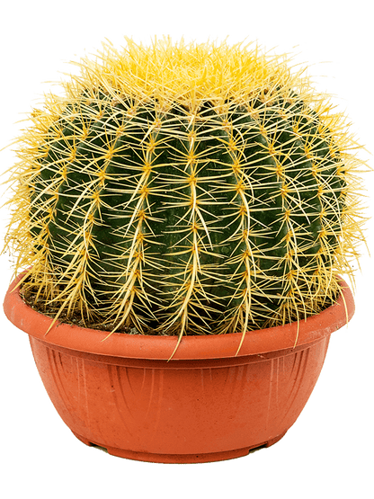 Barrel Cactus- Echinocactus grusonii