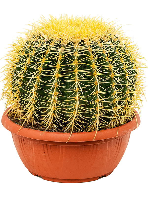 Barrel Cactus- Echinocactus grusonii 30cm