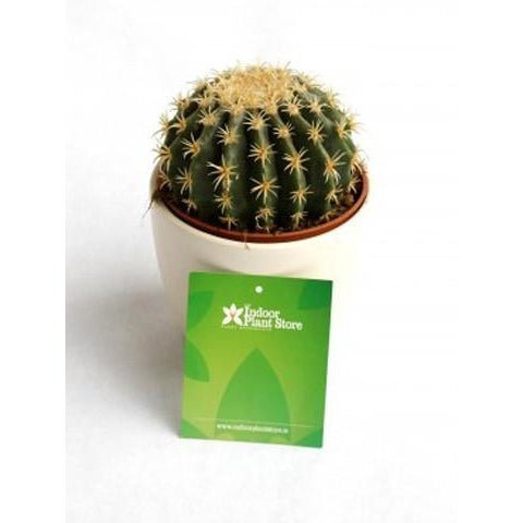 Barrel Cactus - Echinocactus grusonii 30cm - Plant Store