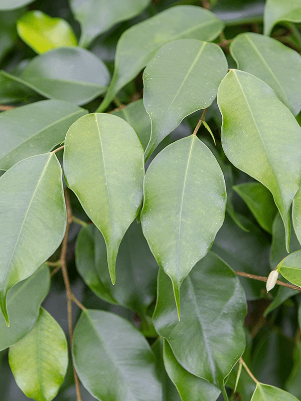 Large Ficus Benjamina