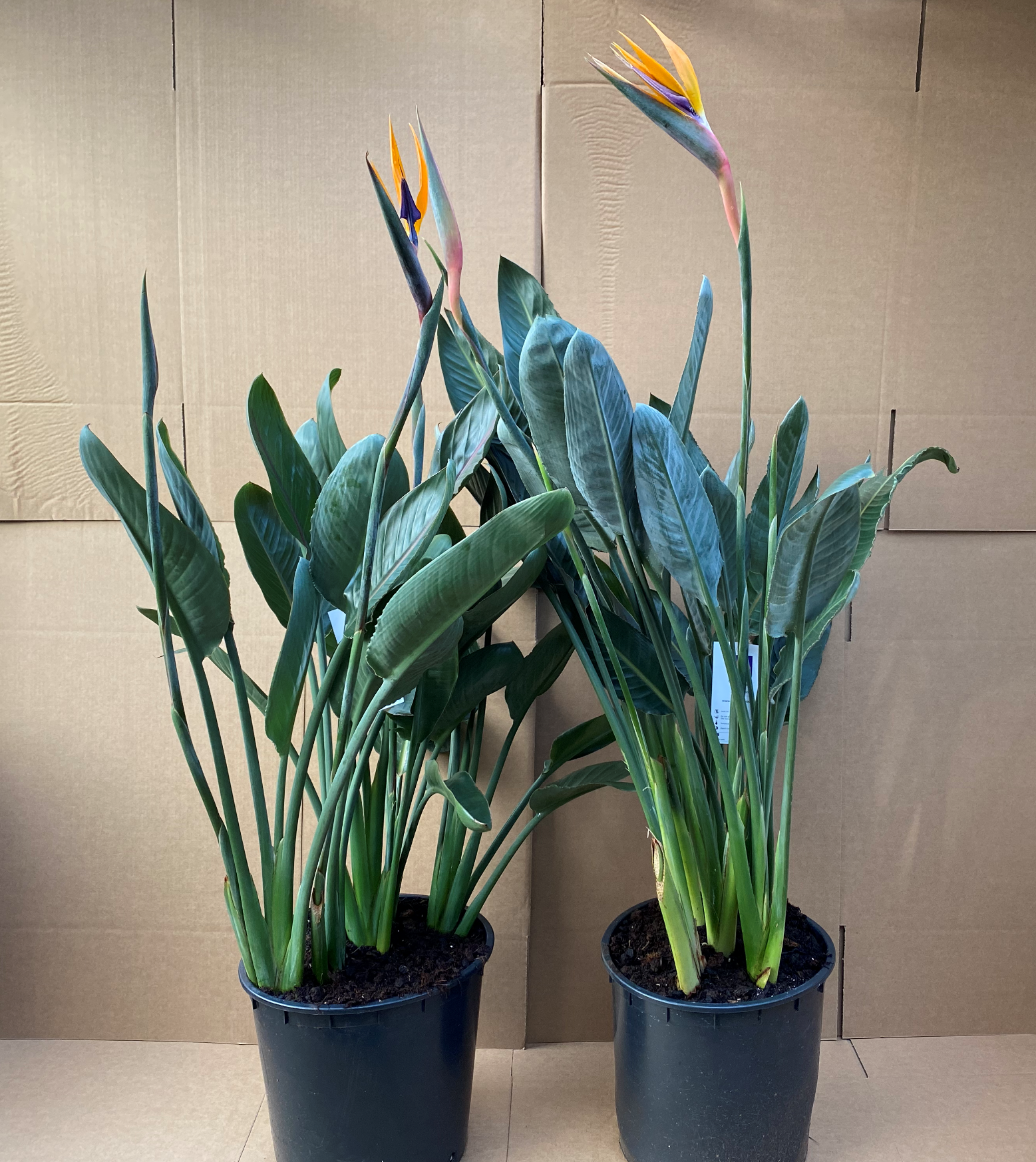 Strelitzia Regina (Bird of Paradise) In flower 120cm  *SPECIAL OFFER*