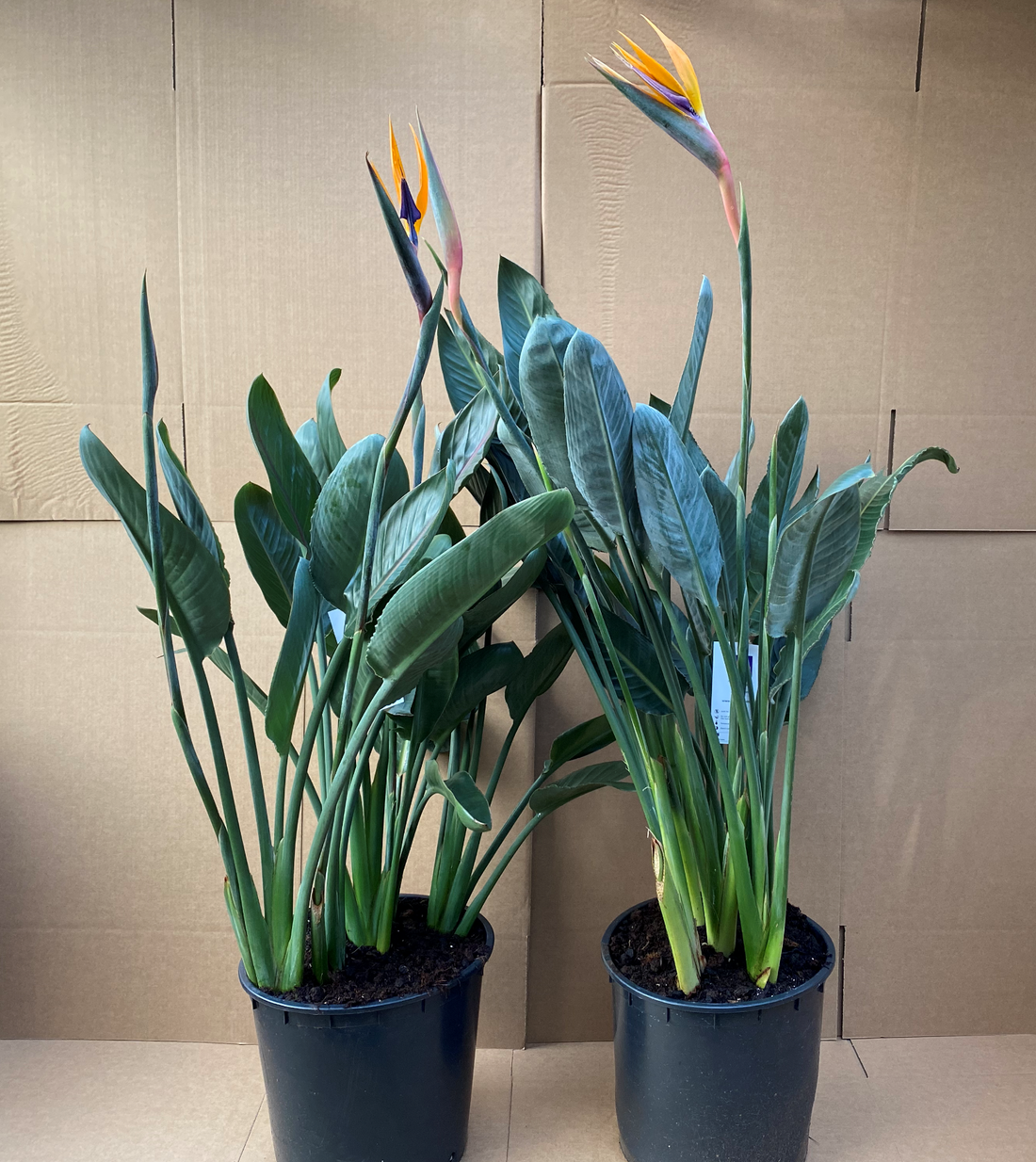 Strelitzia Regina (Bird of Paradise) In flower 130cm *SPECIAL OFFER* - Plant Store