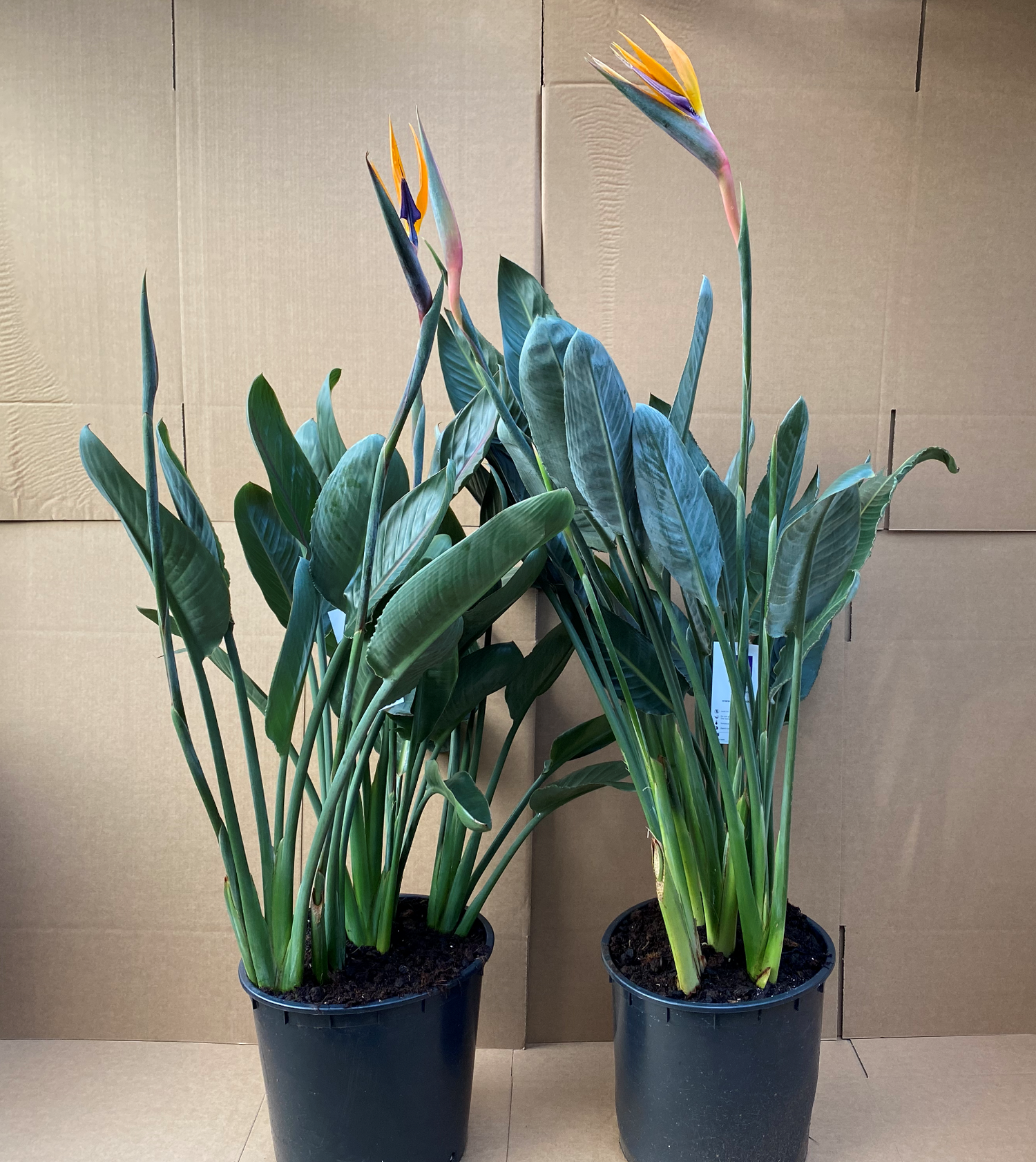 Strelitzia Regina (Bird of Paradise) In flower 120cm  *SPECIAL OFFER*