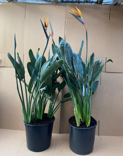 Strelitzia Regina (Bird of Paradise) In flower 120cm  *SPECIAL OFFER*