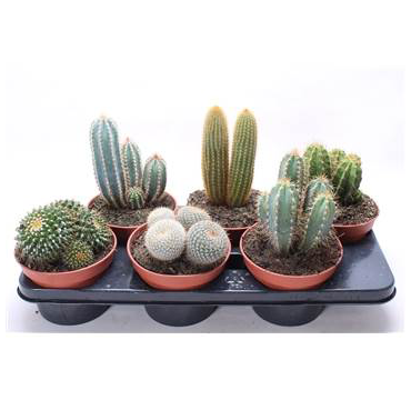 Cactus Tray - Six Mixed Plants 