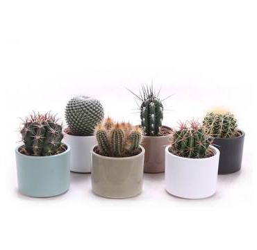 Cactus in Clay Cylinder Pots 