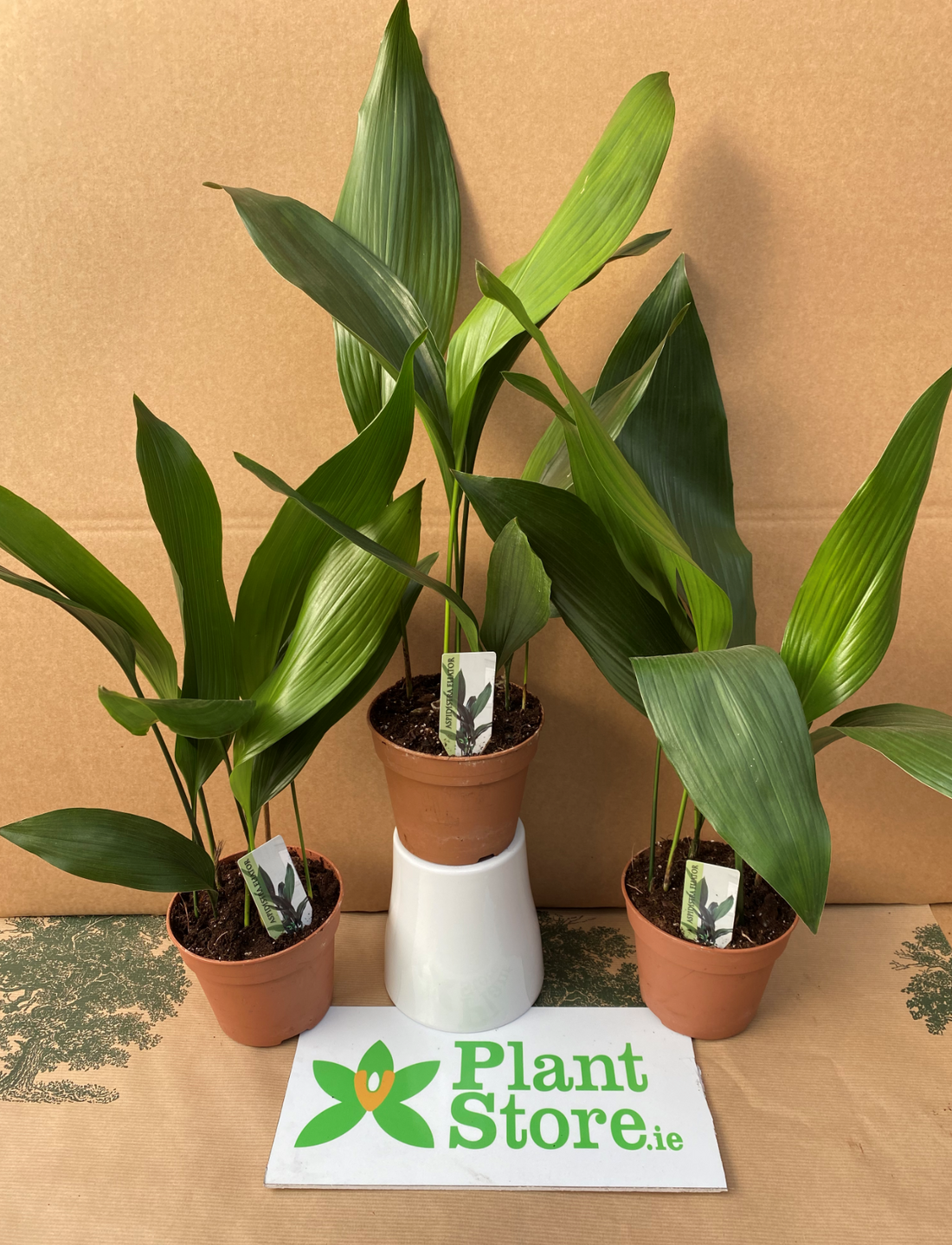 Large Aspidistra Eliator - Retro Cast Iron Plant