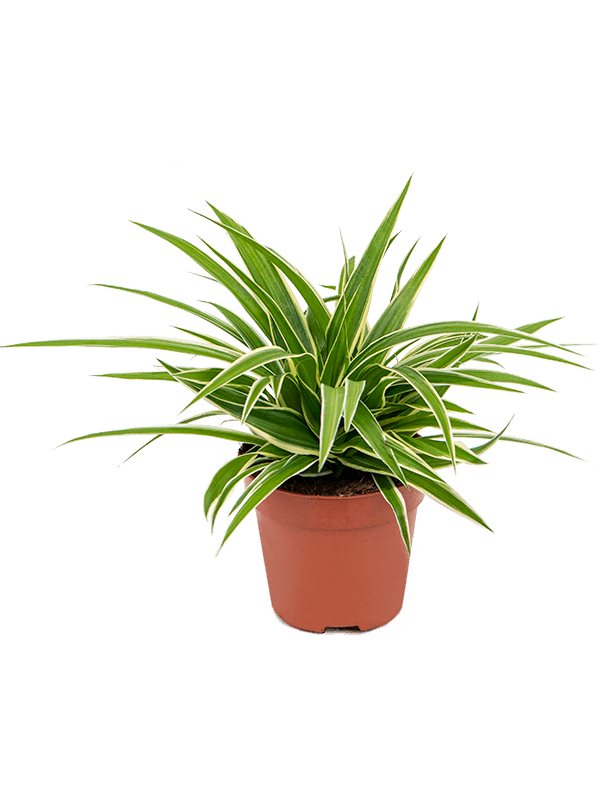 Spider Plant - Chlorophytum