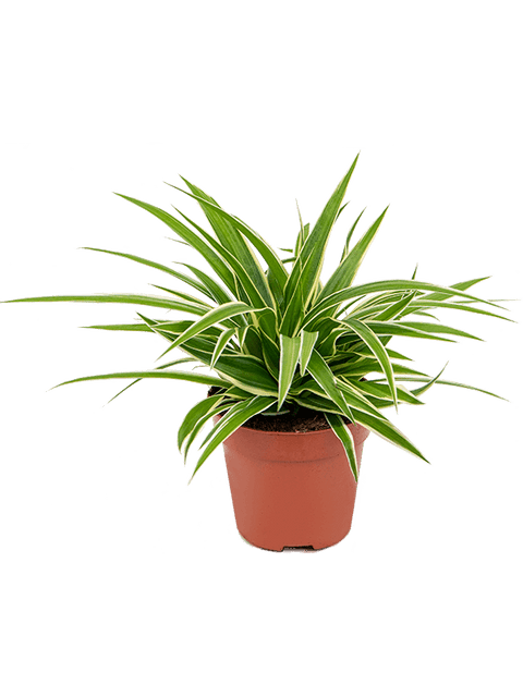 spider plant in italiano Spider Plant
