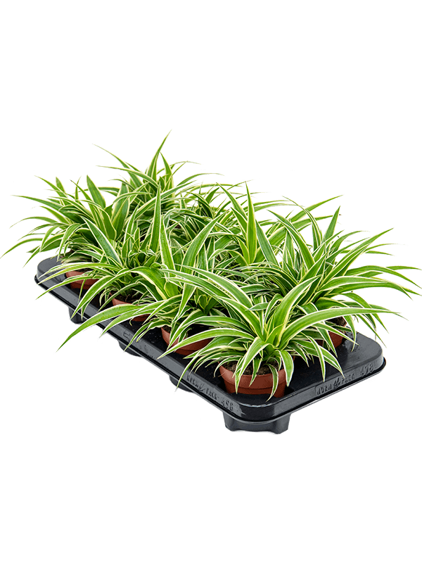 Spider Plant - Chlorophytum