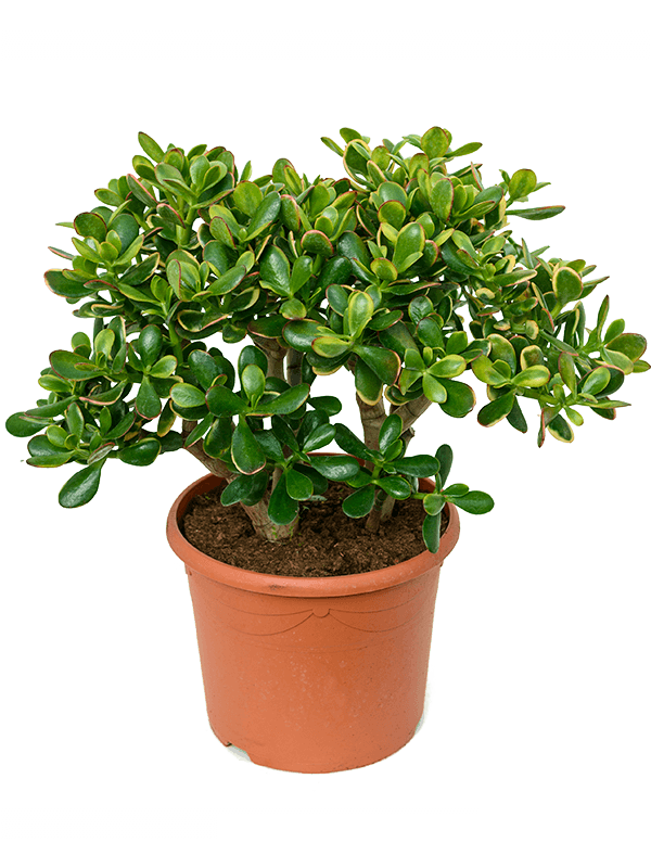 Crassula Ovata Major