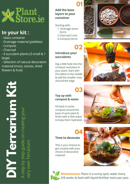 Create Your Own Succulent Terrarium Kit (Large)