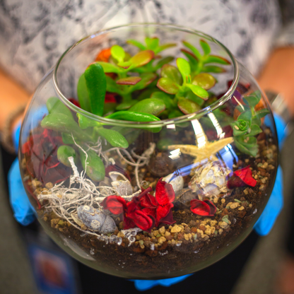 Create Your Own Succulent Terrarium Kit (Small)