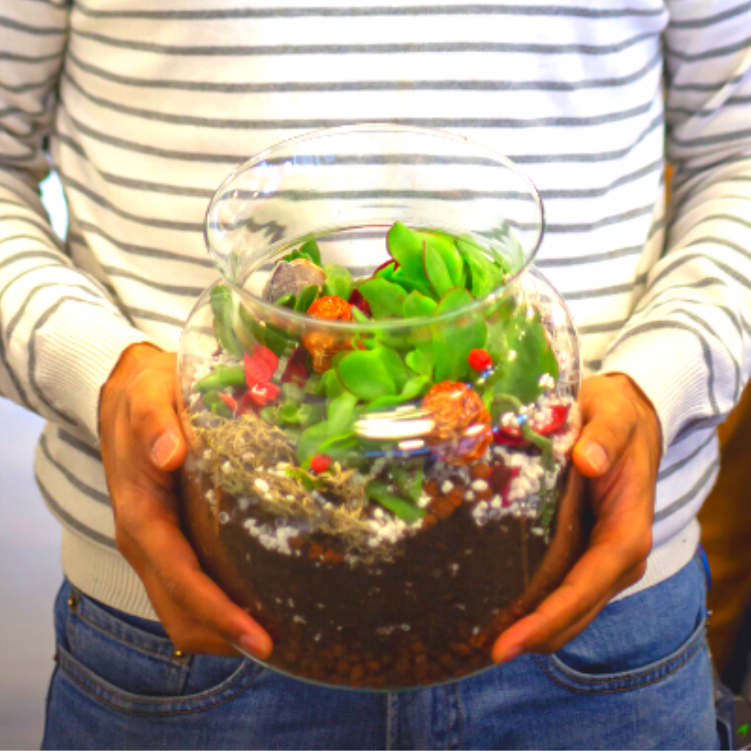 Create Your Own Succulent Terrarium Kit (Small)