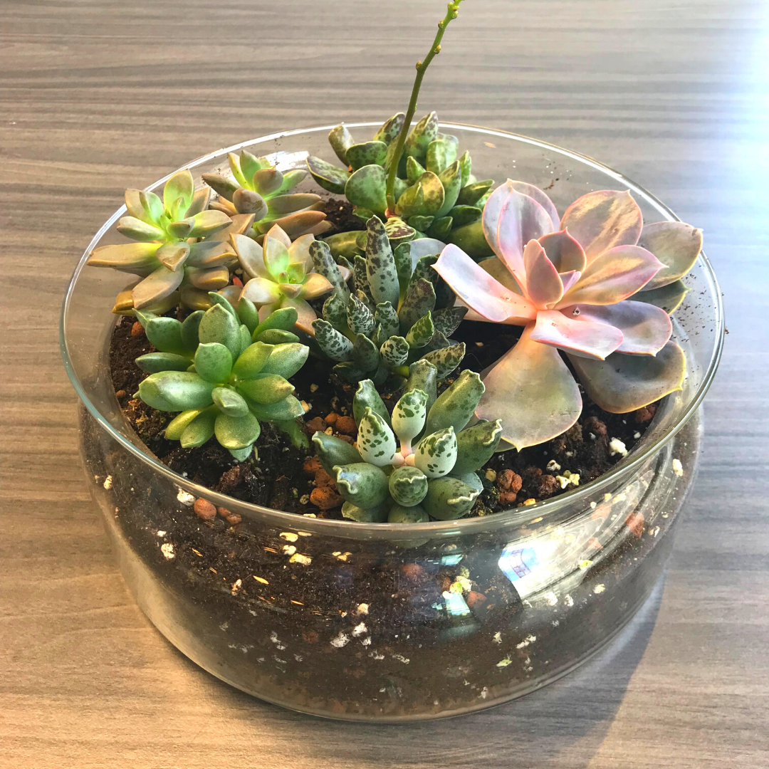 Create Your Own Succulent Terrarium Kit (Small)