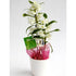 Dendrobium w/ pot - Plant Store