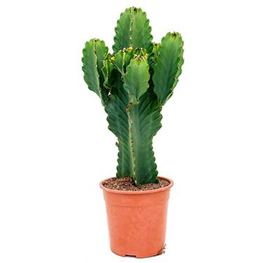 Euphorbia ingens - Cowboy Cactus