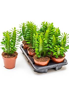 Euphorbia trigona