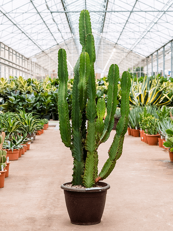 Euphorbia ingens - Cowboy Cactus - 140cm