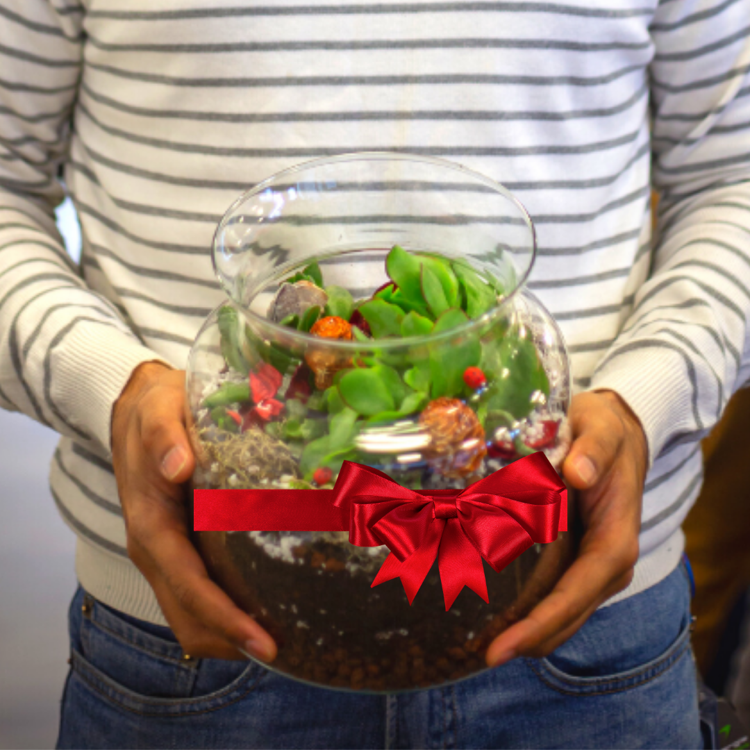 Christmas Limited Edition: Create Your Own Festive Terrarium Kit - Plant Store