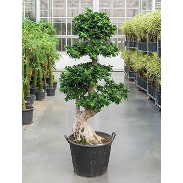 Ficus microcarpa - Bonsai Stem