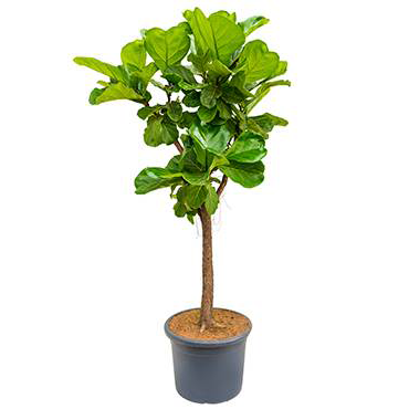 Ficus lyrata- Fiddle Leaf Fig- 160cm