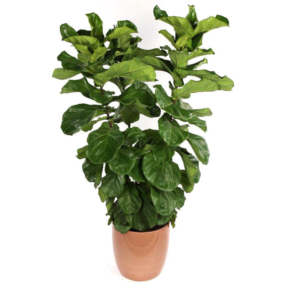 Ficus lyrata - Fiddle Leaf Fig - 160cm