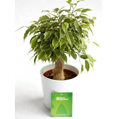 Ficus Benjamina &quot;The Weeping Fig&quot; - Plant Store