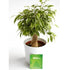 Ficus Benjamina "The Weeping Fig" - Plant Store