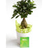 Ficus Ginseng - Plant Store
