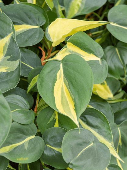 philodendron grand brazil Philodendron 'Grand brasil' – Plant Store