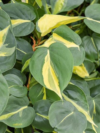 Philodendron &