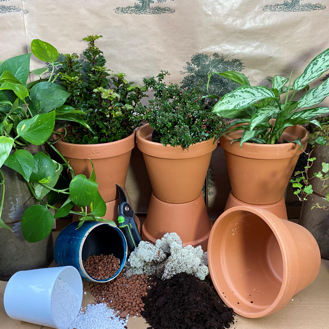 DIY Herb Growing Kit (Large)