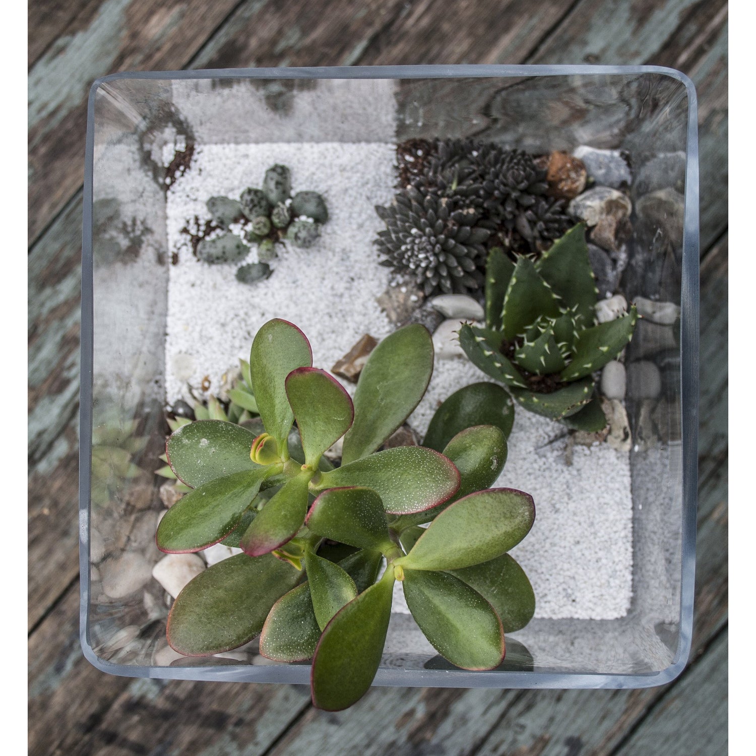 Succulent Terrarium Cube