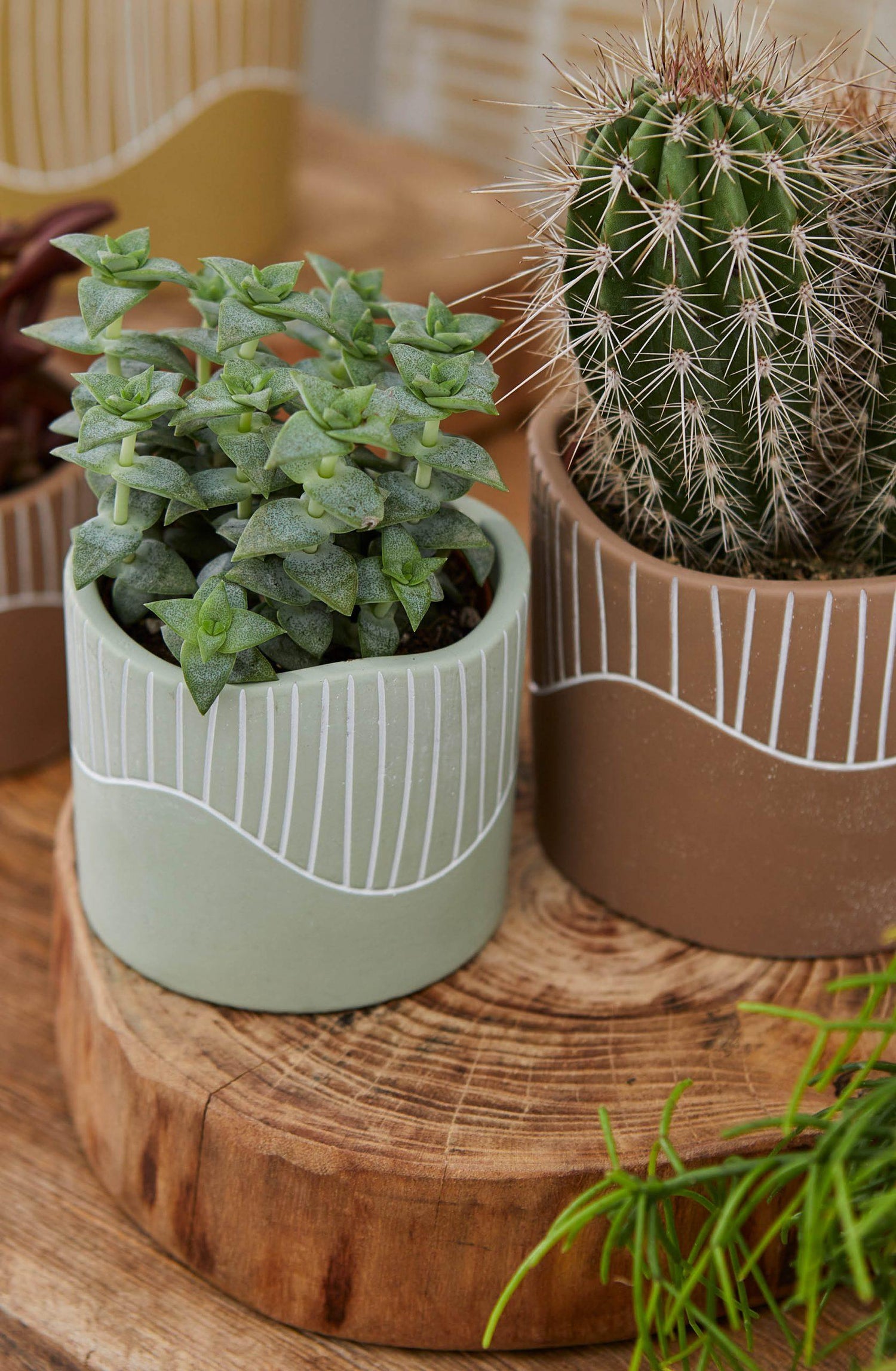15cm Succulent in Clay Pot
