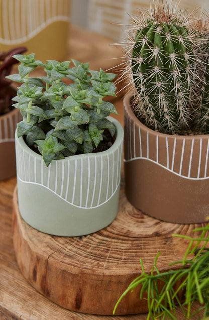 15cm Succulent in Clay Pot