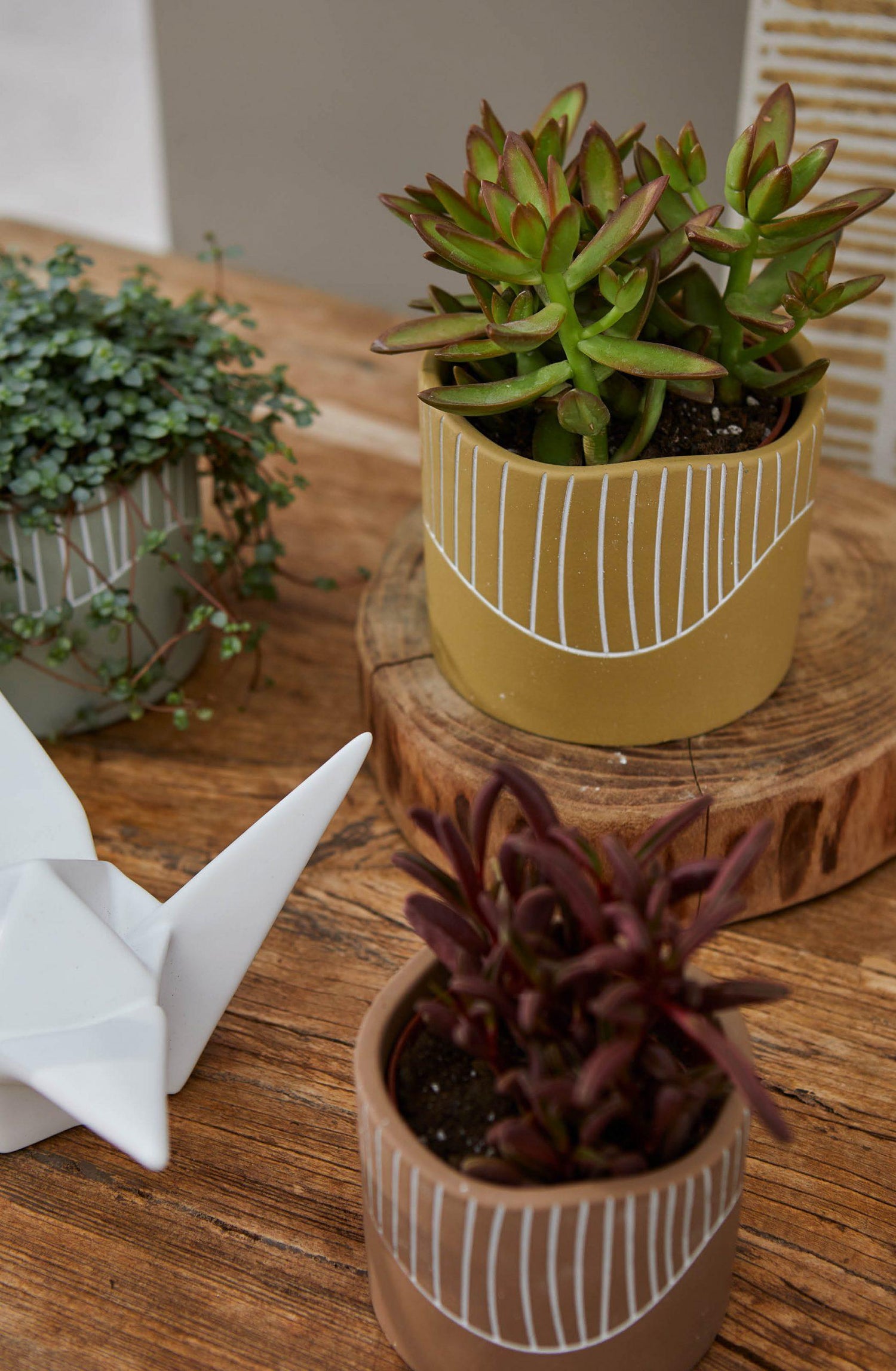 15cm Succulent in Clay Pot