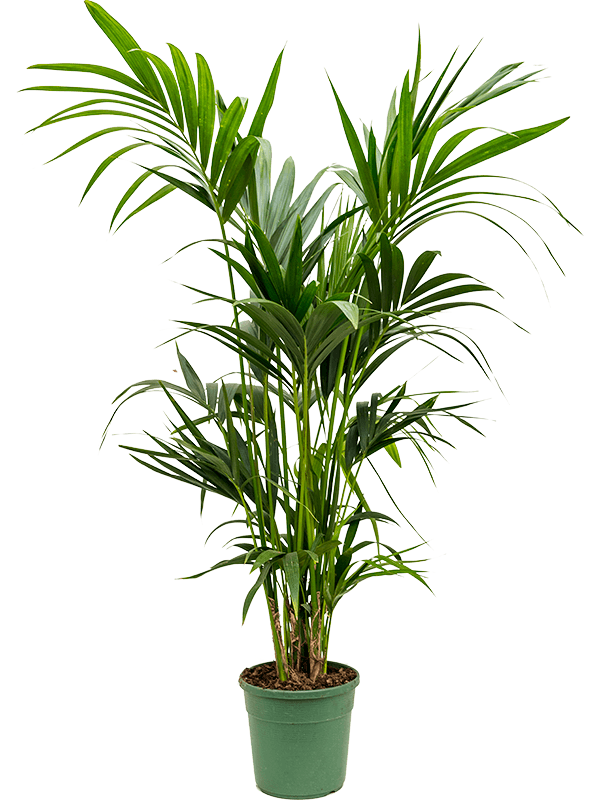 Kentia Palm- Medium - 130cm