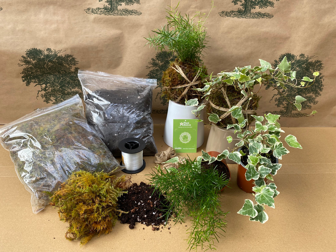 DIY Kokedama Kit - 2x Plants