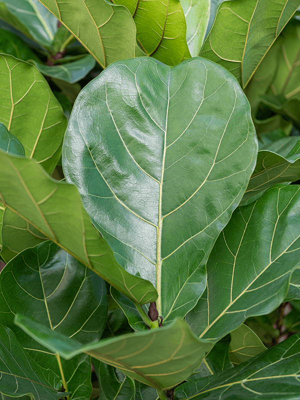 Ficus lyrata - Fiddle Leaf Fig- 110cm