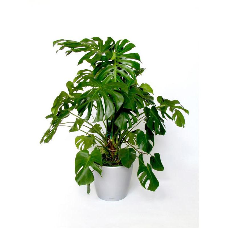 Monstera Deliciosa- Extra Large - Swiss Cheese Plant- 120cm