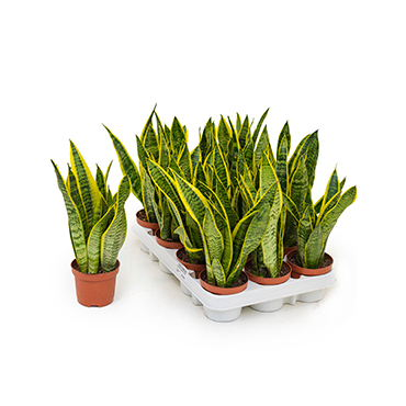 Small Snake Plant- Mother-in-law&