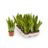 Small Snake Plant- Mother-in-law&