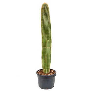 Columnar Cactus - Neobuxbaumia polylopha
